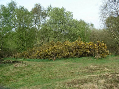 Gorse, a typical heathland plant, thrives in Sutton Park.