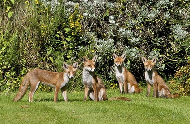 Young foxes in a Kings Norton garden at 10 am on an August morning. 'All Rights Reserved' photograph by Paul Tomlins used with his kind permission from the flickr website. See Acknowledgements for a link to that site.