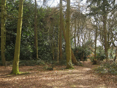 Jones Wood , Walmley by Manic Street Preacher/ Simon Li on flickr, image reusable under Creative Commons licence Attribution-NonCommercial-ShareAlike 2.0 Generic (CC BY-NC-SA 2.0)