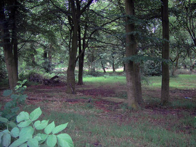 Wash Brook in Ward End Park out of sight by the far trees.