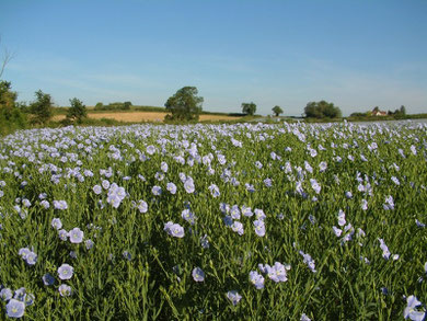 Flax in flower (not in Birmingham). Image by skw/ Stuart Williams on Flickr. Copying permitted under Creative Commons Licence: Attribution-Non-Commercial-Share Alike 2.0 Generic. See Acknowledgements.
