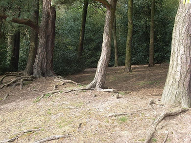 The bank here at Hollyhurst is the remant of a deer enclosure. When it was made there would have been a ditch on the outside and the bank would have been topped with a a fence and something prickly, hawthorn or holly.