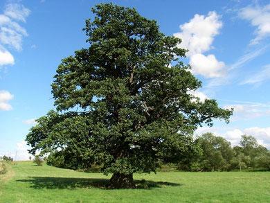 Oak tree - generic