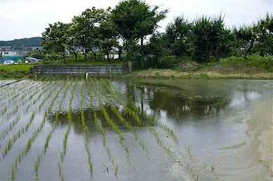 都市近郊農業