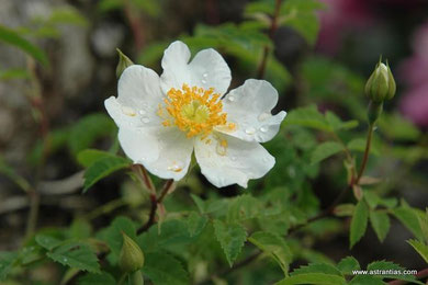 Rosa arvensis - Rosa repens - Feld-Rose - Kriechende Rose - Rosier des champs - Rosa cavallina - Wildrosen - Wildsträucher - Heckensträucher - Artenvielfalt - Ökologie - Biodiversität