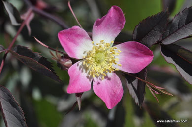 Rosa glauca - Rosa rubrifolia - Rosa ferruginea - Bereifte Rose - Rotblättrige Rose - Hechtrose - Rotblatt-Rose - Rosier glauque - Rosa paonazza - Wildrosen - Wildsträucher - Heckensträucher-Wildrose