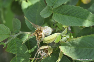Rosa uriensis - Uri-Rose - Rosier d'Uri - Rosa di Uri - Wildrosen - Wildsträucher - Heckensträucher - Artenvielfalt - Ökologie - Biodiversität - Wildrose