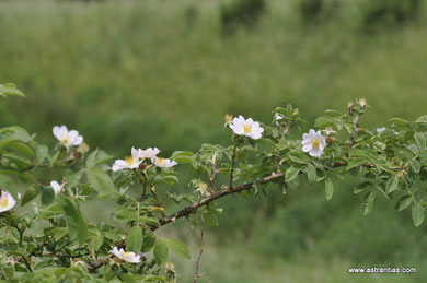 Rosa corymbifera - Rosa dumetorum - Busch-Rose - Hecken-Rose - Rosier corymbifère - Rosa corimbifera - Wildrosen - Wildsträucher - Heckensträucher - Artenvielfalt - Ökologie - Biodiversität - Wildrose