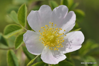 Rosa corymbifera - Rosa dumetorum - Busch-Rose - Hecken-Rose - Rosier corymbifère - Rosa corimbifera - Wildrosen - Wildsträucher - Heckensträucher - Artenvielfalt - Ökologie - Biodiversität - Wildrose
