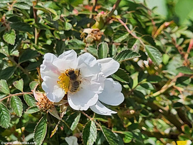 Rosa elliptica-Rosa graveolens-Duft-Rose - Keilblättrige Rose - Rosier à feuilles elliptiques - Rosa a foglie ellittiche - Wildrosen - Wildsträucher - Heckensträucher-Artenvielfalt-Ökologie - Wildrose