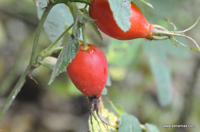 Rosa villosa - Rosa pomifera - Apfel-Rose - Rosier velu - Rosa pomo - Wildrosen - Wildsträucher - Heckensträucher - Artenvielfalt - Ökologie - Biodiversität - Wildrose