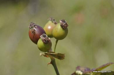 Rosa tomentella - Rosa obtusifolia - Flaum-Rose - Rosier à feuilles obtuses - Rosa a foglie ottuse - Wildrosen - Wildsträucher - Heckensträucher - Artenvielfalt - Ökologie - Biodiversität - Wildrose