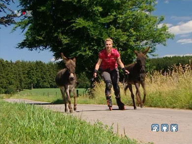 hundkatzemaus auf VOX