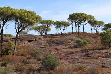 La Plaine des Maures : le paradis des herpétologues. Cliquer pour agrandir.