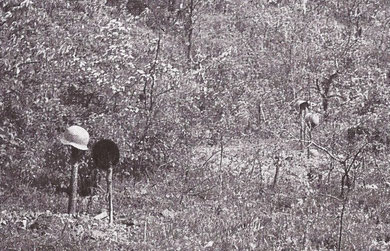 German war graves on Mont de Sigolsheim (courtesy A. Hugel)