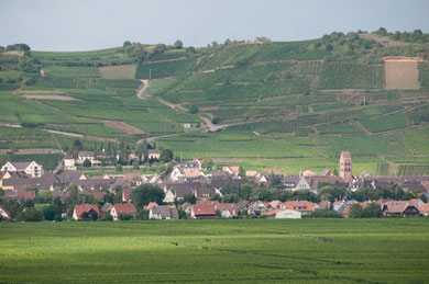 Sigolsheim today with Hill 351 in the back 2012 (Photo courtesy Katrin Raabe)