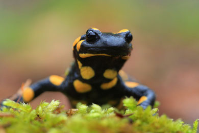 Feuersalamander Foto: LBV/Christoph Bosch