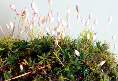 Aloeblättriges Filzmützenmoos (Pogonatum aloides)
