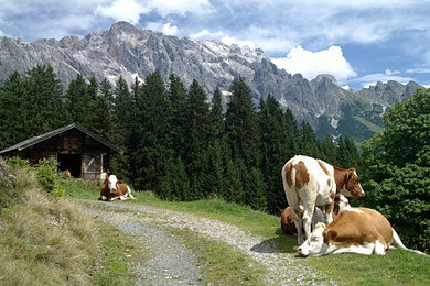 Kühe am Fuße des Hochkönigs