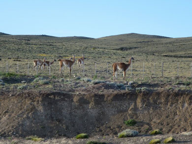 Guanacos - sie sehen zwar nicht so aus, springen aber mühelos über die Zäune dort