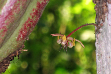 Kakao-Blüte und unreife Frucht