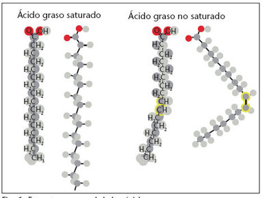 Resultado de imagen para lipidos estructura