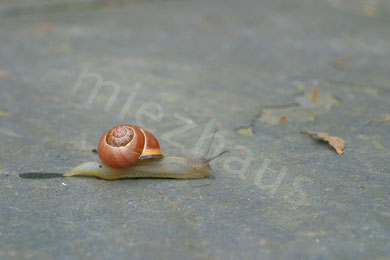 Weinbergschnecke