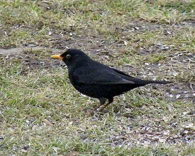 Amsel (Männchen)