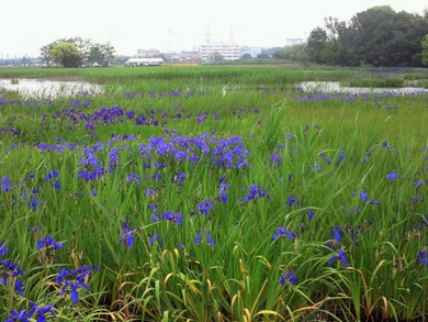 杜若・知立自生地