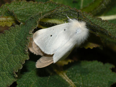 Diaphora mendica (Graubär)