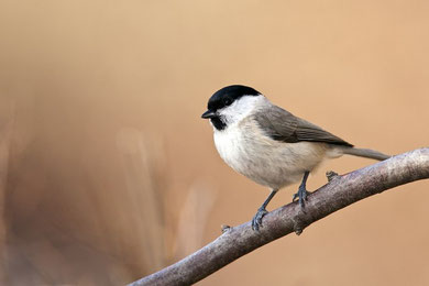 Sumpfmeise (Poecile palustris)