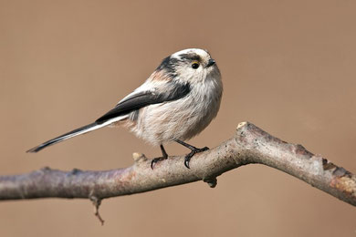 Ae. caudatus europaeus