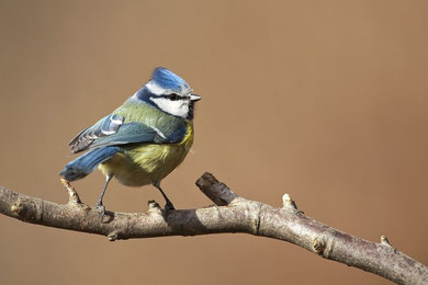 Die "blaue" Haubenmeise! :-)