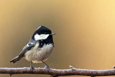 Tannenmeise (Periparus ater) / Coal Tit