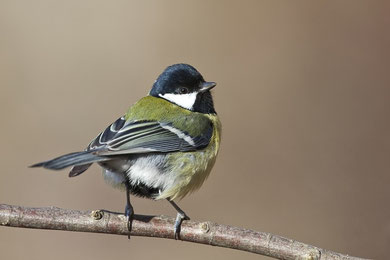 Kohlmeise (Parus major)
