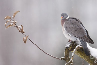 Ringeltaube (Columba palumbus)