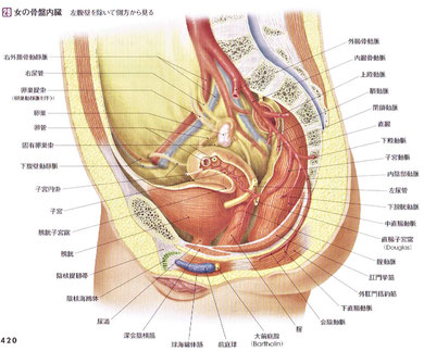 女性の骨盤内部は子宮、卵巣があり鬱血や虚血が起こりやすい。