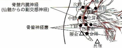 副交感神経と八髎穴・腰兪