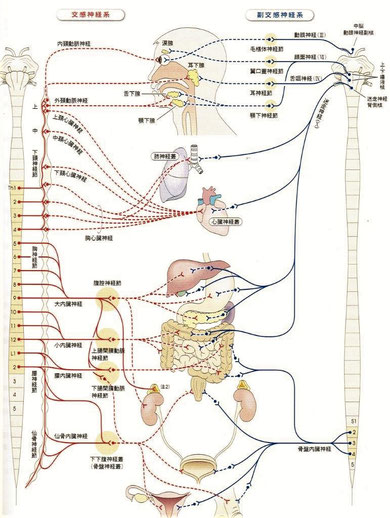 副交感神経は頭仙系：頭（延髄）と仙髄（S2-S4）から出ている。
