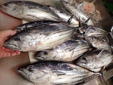 新鮮なカツオを寿司にします