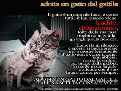 Andate al gattile, non in negozio o dall'allevatore!