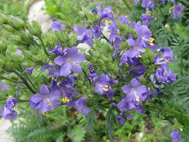Kräftiges Blau der Himmelsleiter " Polemonium caeruleum"