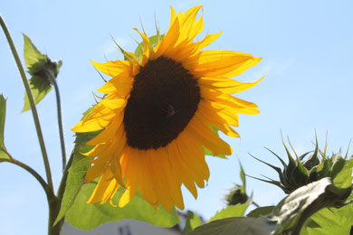 Weingut Hubert Müller Maikammer: Schnaps, Likör, Edelbrände und Spitzenweine aus der Pfalz