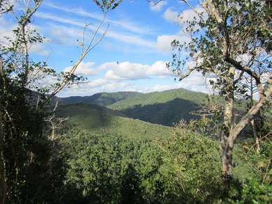 Ausblick über den Jungel
