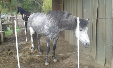 Pferd mit Kniebruch; Schienbeinbruch, Behandlungsansatz: Heilerde