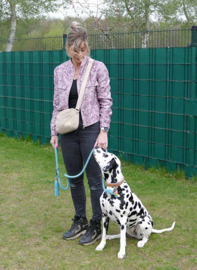 Gehoorzaamheid training hondenschool
