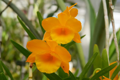 【希少】iwatadenki イワタデンキ　ラグジュアリー　イエロー1stモデル 希少】iwatadenki イワタデンキラグジュアリーイエロー1stモデル