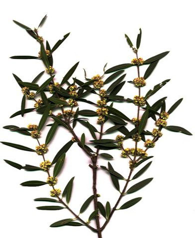 phillyrea angustifolia mar