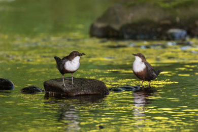 Wasseramsel (Foto: Andreas Hartl, LBV Bildarchiv)