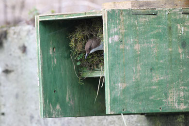 Wasseramsel am Brutplatz (Foto: Dieter Hopf, LBV Bildarchiv)